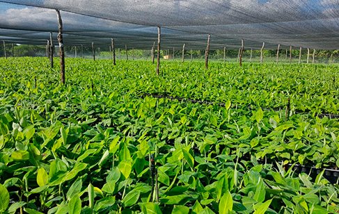 Multiplicacion masiva