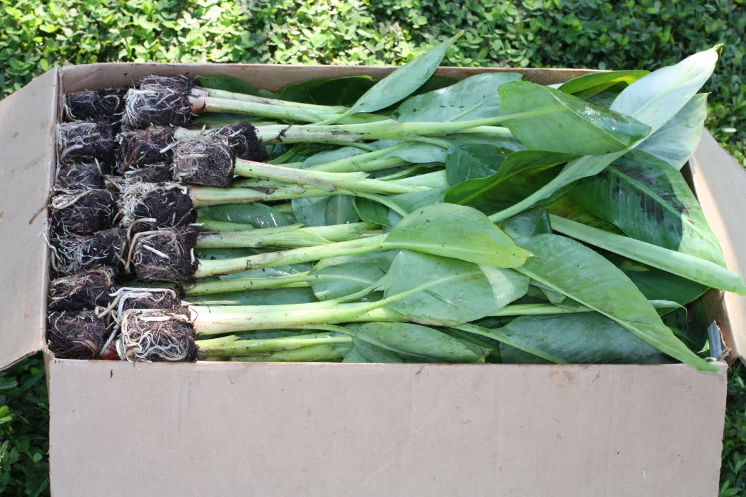 caja plantas