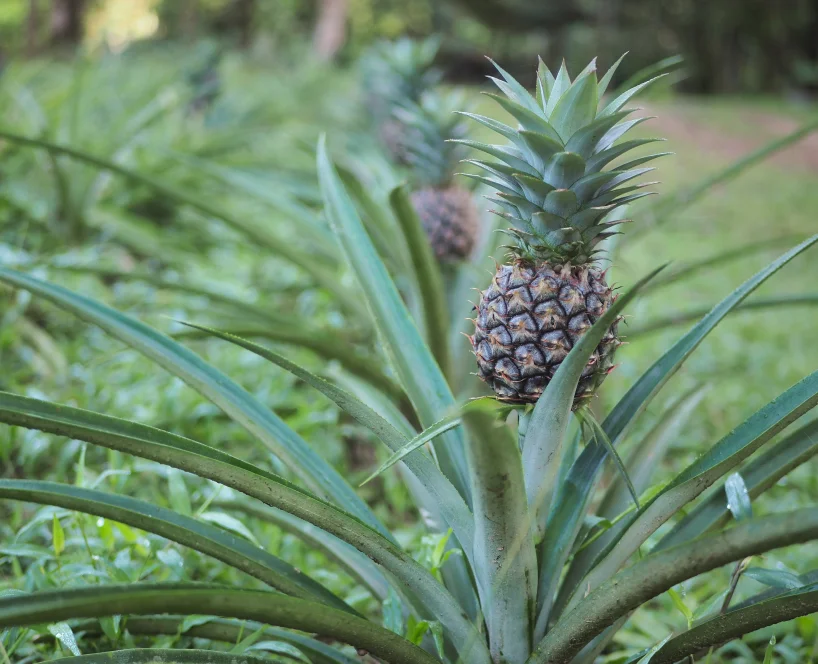 pina planta 2