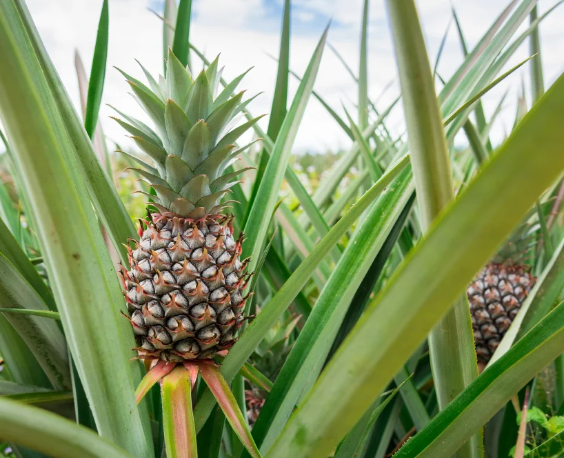 pina planta