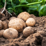 shutterstock 1709691013