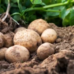 Crean papas que toleran mejor las sequías por medio de la biotecnología