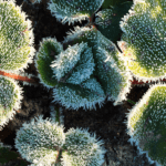 Identifican mecanismos de supervivencia de las plantas para superar las bajas temperaturas