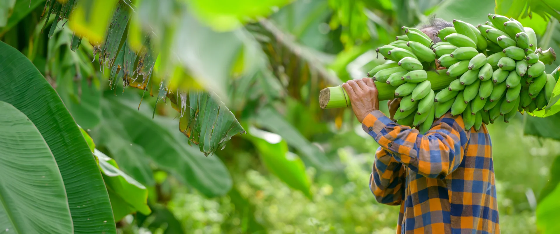 slider vitroplantas 2