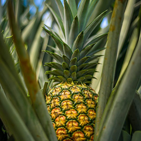 Planta de Piña2