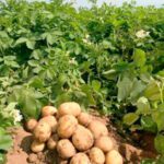 Planta de papa