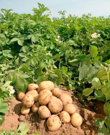 Planta de papa Planta de papa